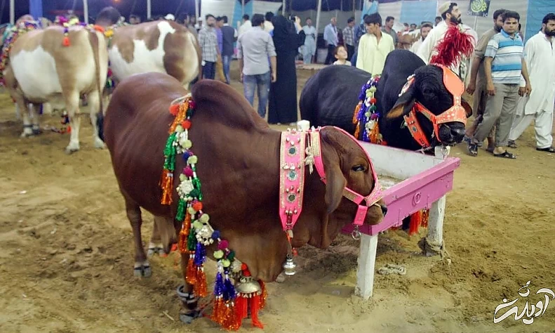 عید جهانی؛ از آیین ایمانی تا آداب ایرانی